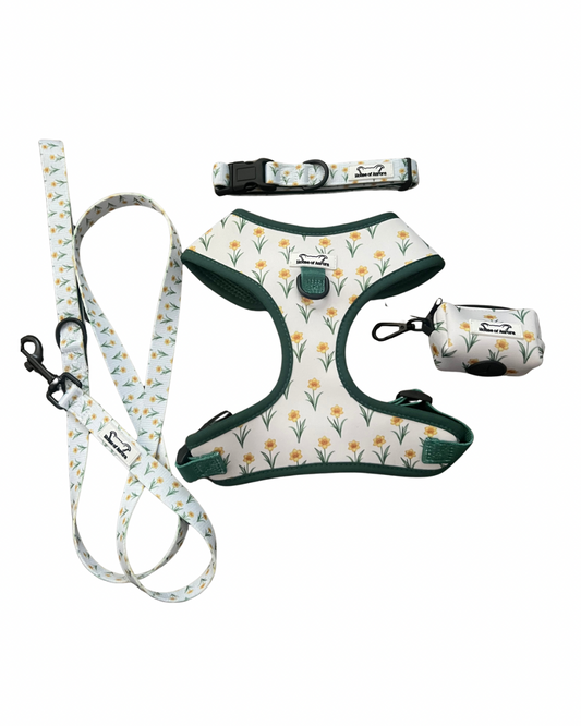 Aurora Essentials Set